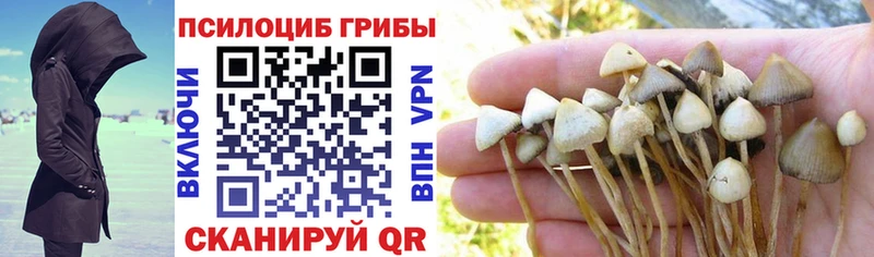 купить наркотики сайты  Петропавловск-Камчатский  Псилоцибиновые грибы ЛСД 